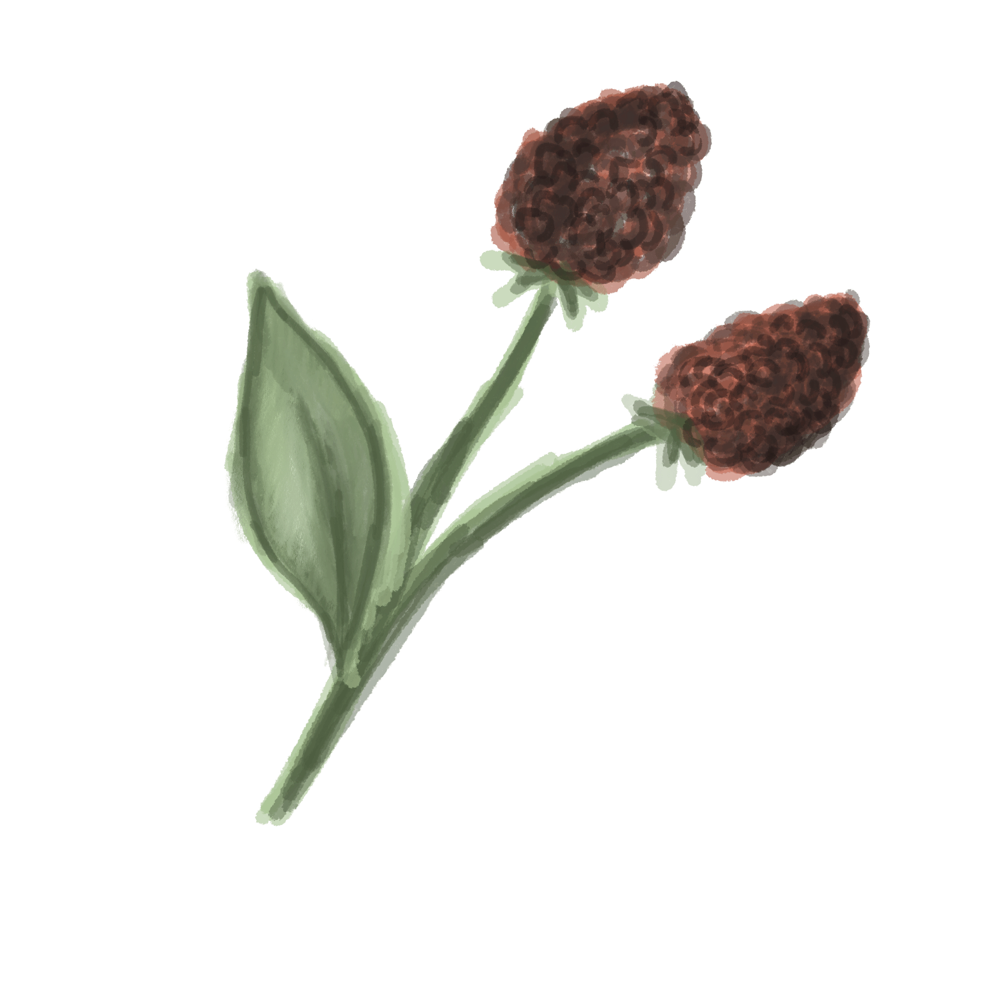 blackberries