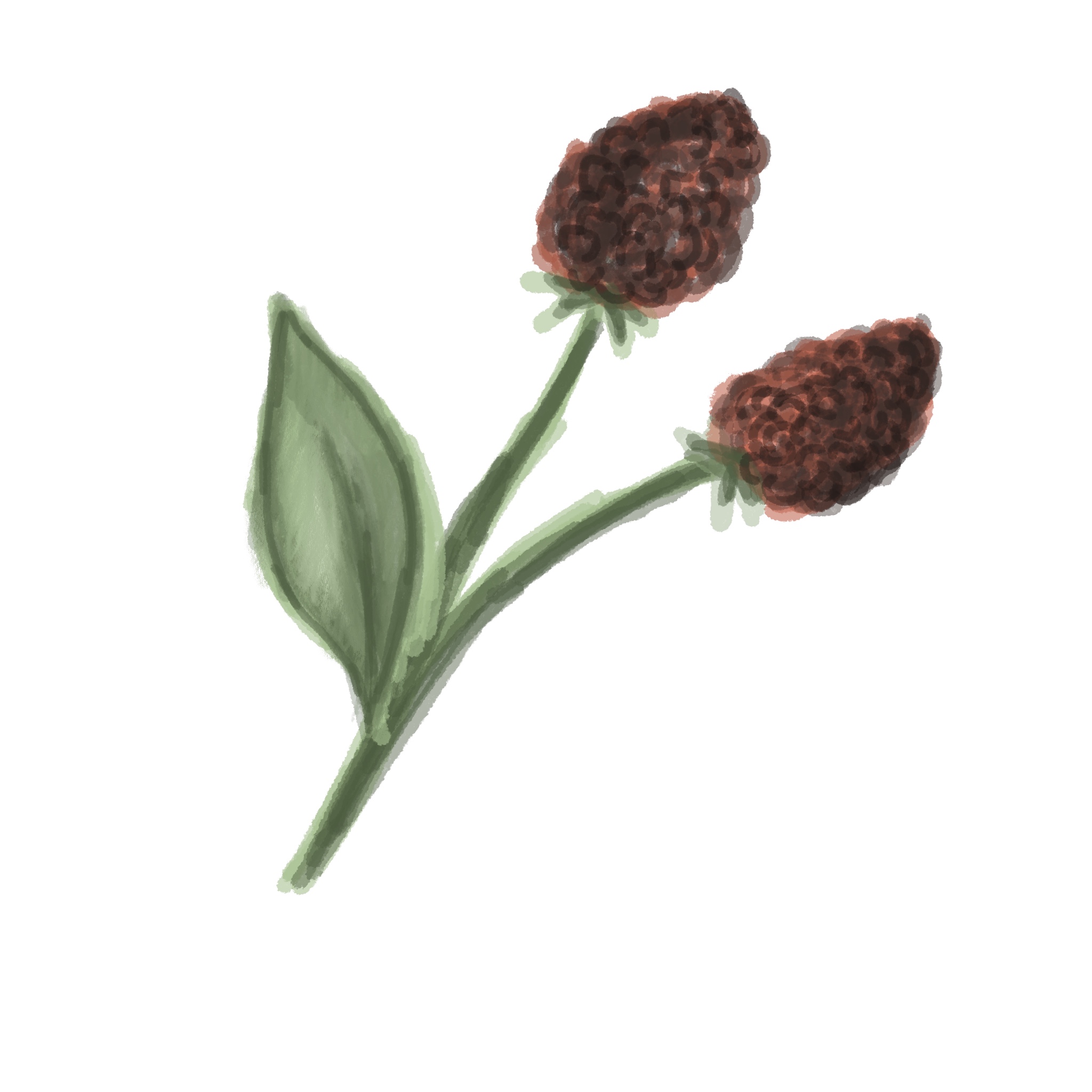blackberries
